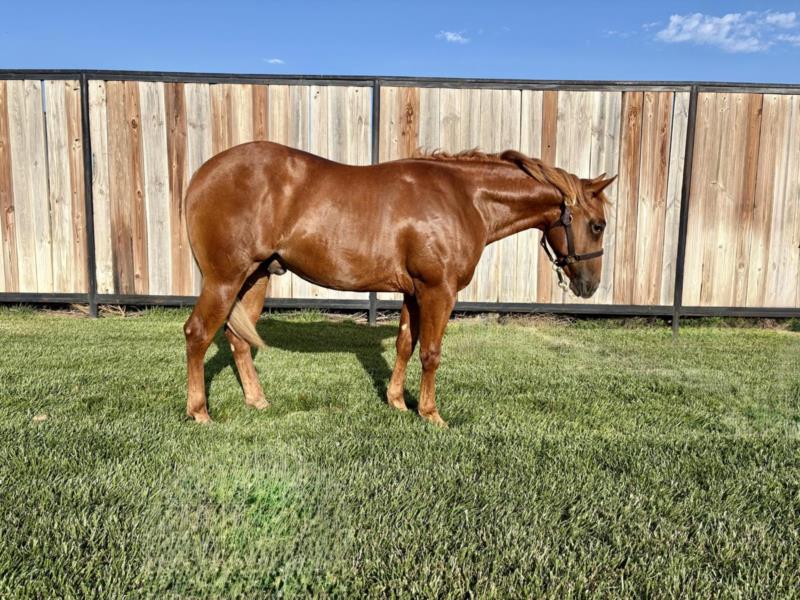 STEVIENTHESTOCKYARDS